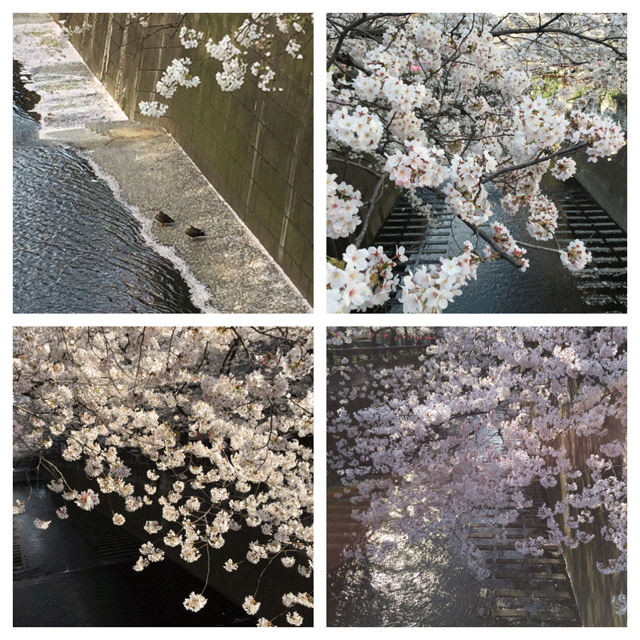 池尻大橋 お花見